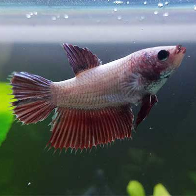 Betta fêmea sortida