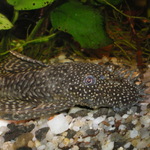 Ancistrus sp. de veu - S