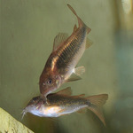 Coridora Schultzei