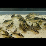Coridora Schultzei