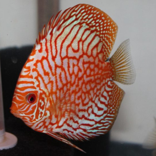 Discus Pigeon Blood