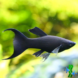 Molly negra Lira