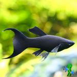 Molly negra Lira