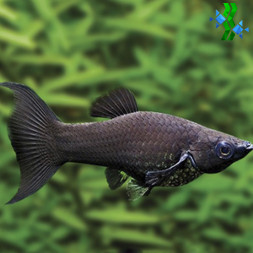 Molly negra Lira