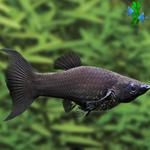 Molly negra Lira