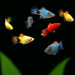Platy Sortido