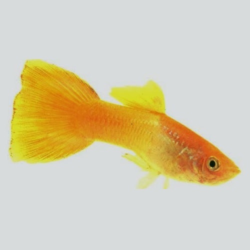 Guppy macho Amarelo Dourado
