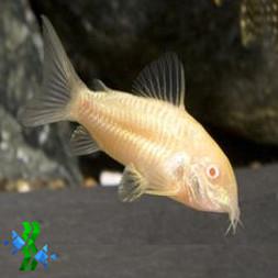 Coridora Bronze Albina