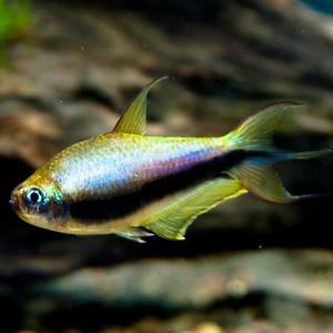 emperor-tetra.jpg