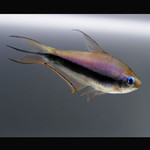 Tetra Imperador
