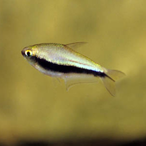 Tetra Imperador