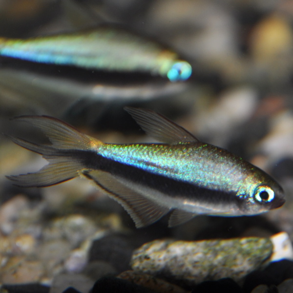 Tetra Imperador