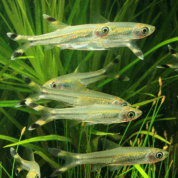 Rasbora Cauda de Tesoura
