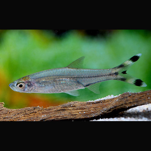Rasbora Cauda de Tesoura