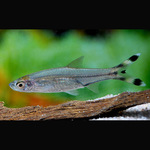 Rasbora Cauda de Tesoura