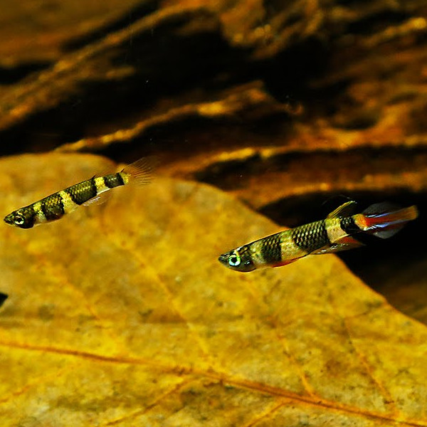 Killi Annulatus