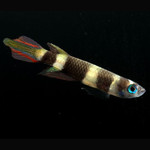 Killi Annulatus