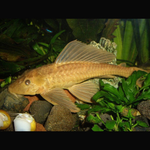 Pleco Dourado