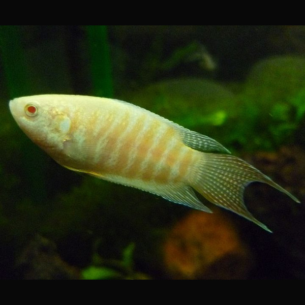 Peixe Paraíso Albino