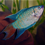 Peixe Paraíso Sortido