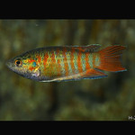 Peixe Paraíso Sortido
