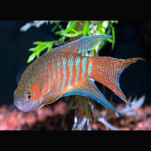 Peixe Paraíso Sortido