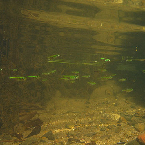 Rasbora Kubotai