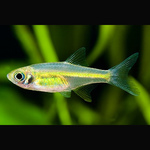 Rasbora Kubotai