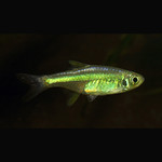 Rasbora Kubotai