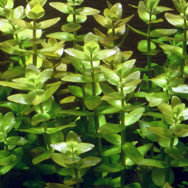 Bacopa caroliniana