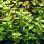 Bacopa caroliniana
