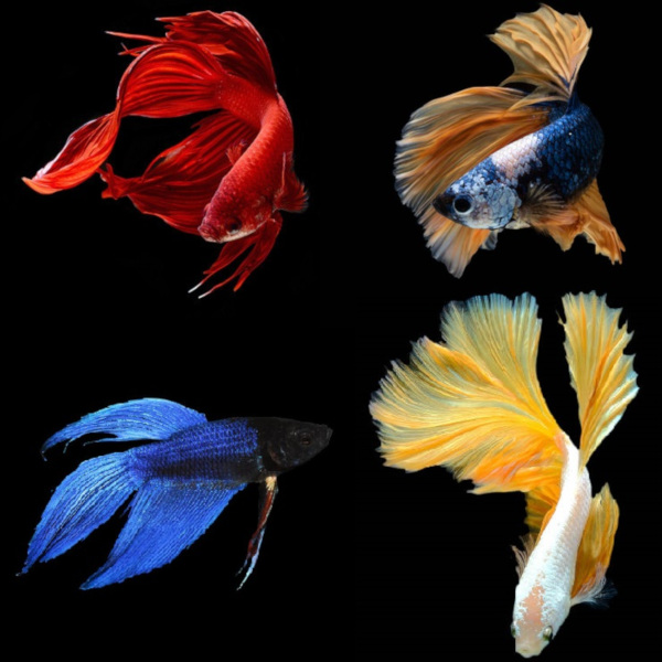Betta macho sortido