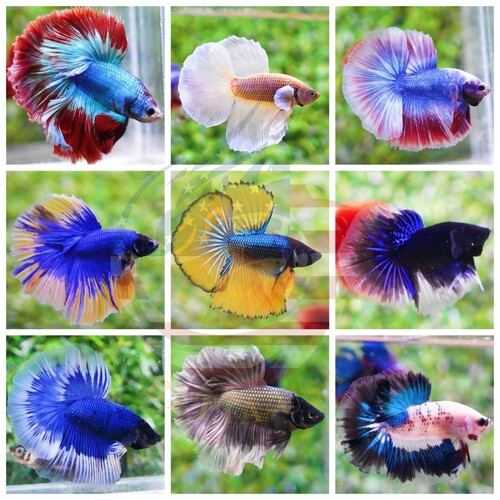 Betta macho sortido