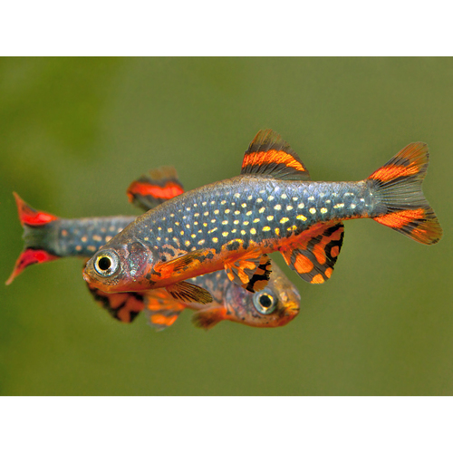 Rasbora Galáxia