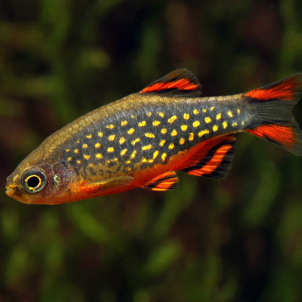 Rasbora Galáxia