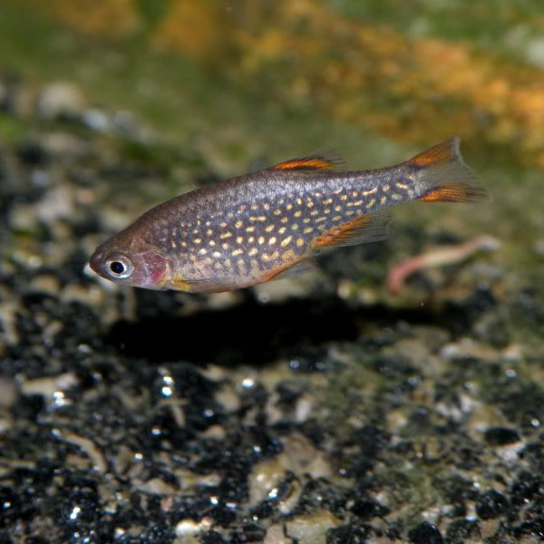 Rasbora Galáxia