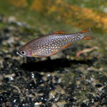 Rasbora Galáxia