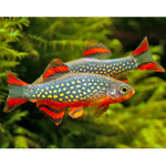 Rasbora Galáxia