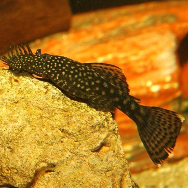 Ancistrus sp. - M