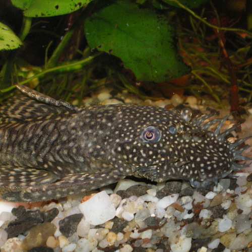 Ancistrus sp. - M
