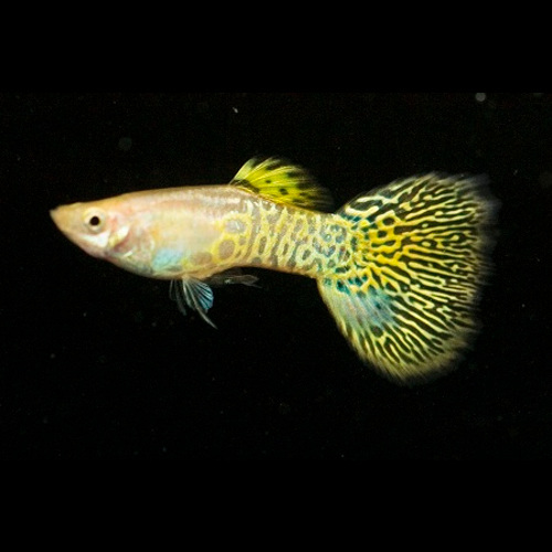 Guppy macho Cobra Dourado
