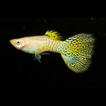 Guppy macho Cobra Dourado