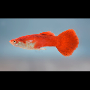 caf002-red-blonde-guppy-1.jpg