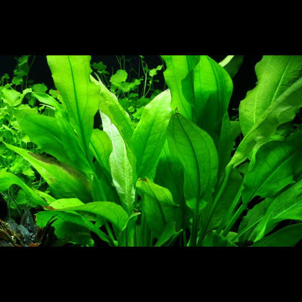 Echinodorus bleheri (Vaso)