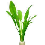 Echinodorus bleheri (Vaso)