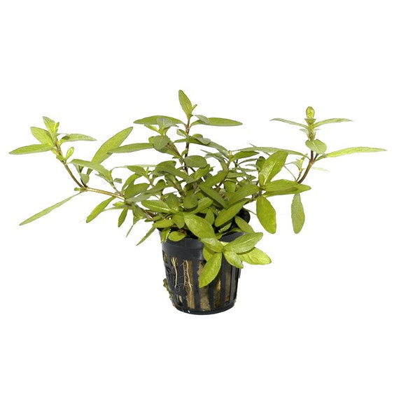 Hygrophila polysperma (Vaso)