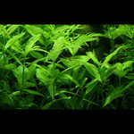 Hygrophila polysperma (Vaso)