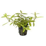 Hygrophila polysperma (Vaso)