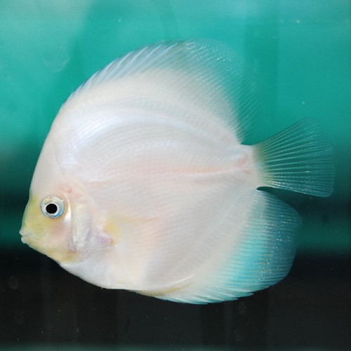 Discus Diamante Branco