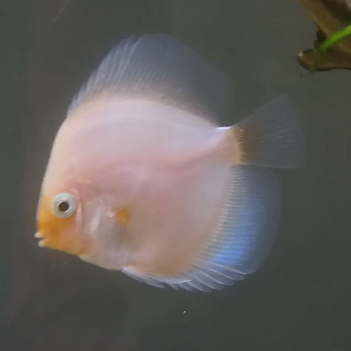 Discus Sortido